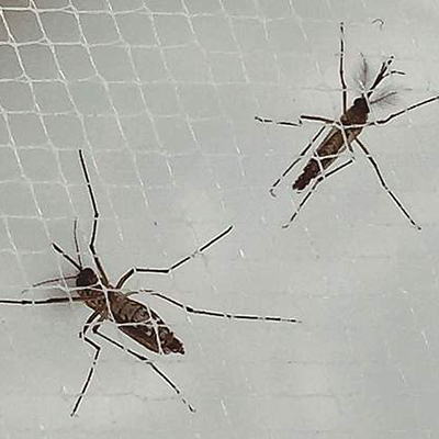 Fig. 1. Aedes aegypti, responsabile della trasmissione del virus Zika