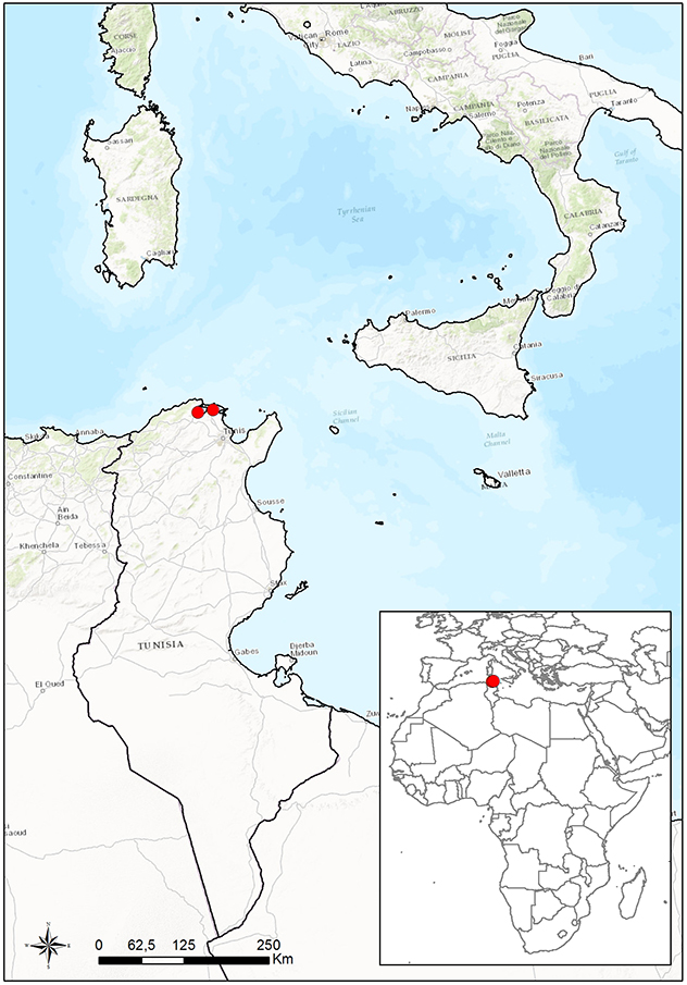 Figura 1. Focolai notificati di FMD sierotipo A in Tunisia