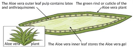 Figura 1. Aloe leaf cross section. Anthraquinones are mainly located in the outer leaf pulp (from Raham et al., 2017; Copyright © 2017 by the authors, CC BY)