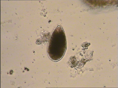 Identificazione della microalga Ostreopsis ovata a Vasto