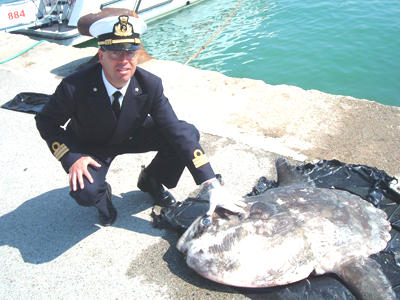 Rinvenimento di un Pesce Luna morto al porto di Giulianova