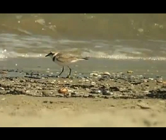 Uno Spazio per la Natura - Riserva del Borsacchio