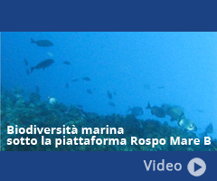Biodiversità marina sotto la piattaforma Rospo Mare B