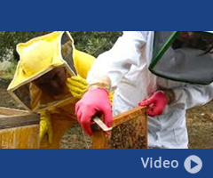 La veterinaria in apicoltura: opportunità e prospettive