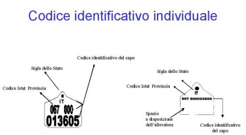 Individual identification code